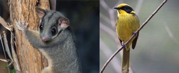 Helmeted_Honeyeater_and_Leadbeater-s_Possum
