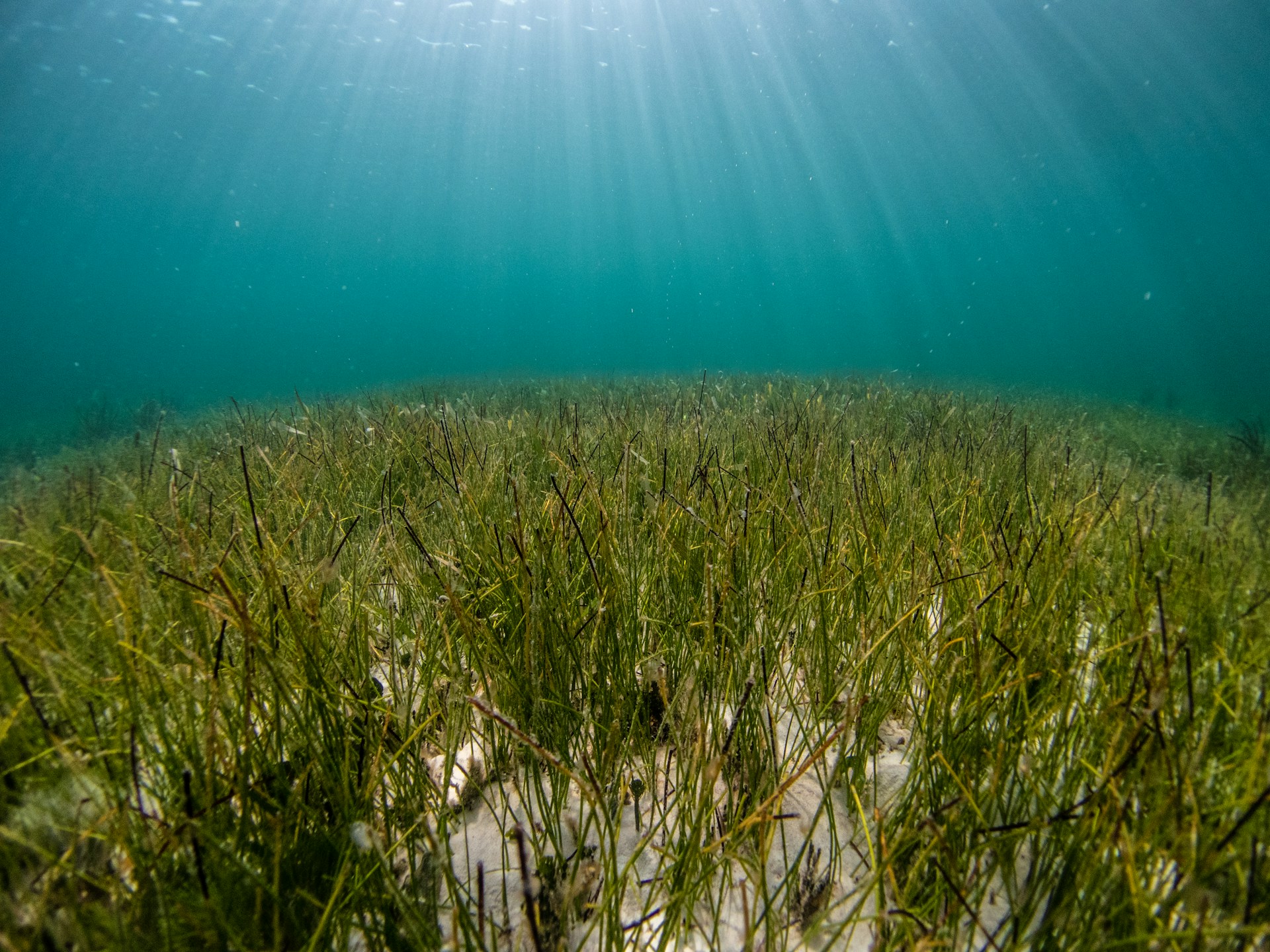 Seagrass Seagrass